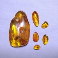 Ambra baltica levigata con inclusioni XII lotto