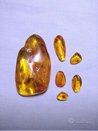 Ambra baltica levigata con inclusioni XII lotto