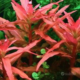 nesaea pedicellata red