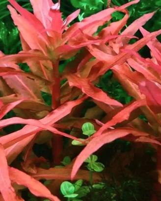 nesaea pedicellata red