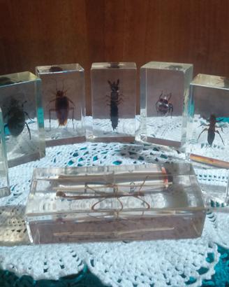 INDETTI DA COLLEZIONE RESINA 