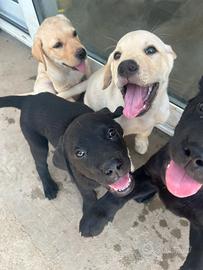 Labrador retriever
