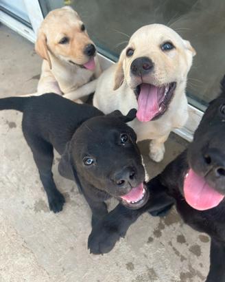 Labrador retriever
