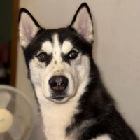 Husky