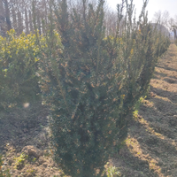 Piante da siepe taxsus , cipresso, lauro