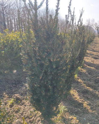 Piante da siepe taxsus , cipresso, lauro