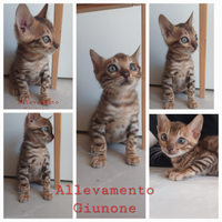 Cucciolo di Gatto Razza Bengala Cuccioli Gatti