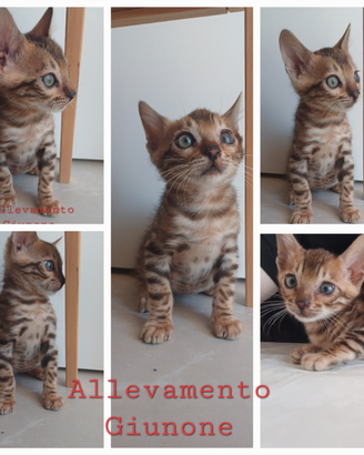 Cucciolo di Gatto Razza Bengala Cuccioli Gatti