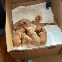 Cuccioli disponibili