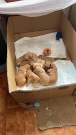 Cuccioli disponibili