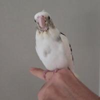 Pullo calopsite allevato a mano coccolone