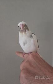 Pullo calopsite allevato a mano coccolone