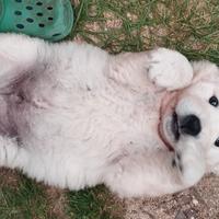 Cuccioli di Pastore Maremmano Abruzzese