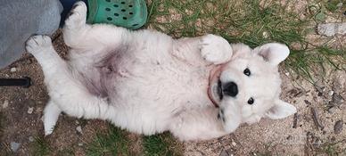 Cuccioli di Pastore Maremmano Abruzzese