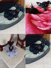 Pinscher toy