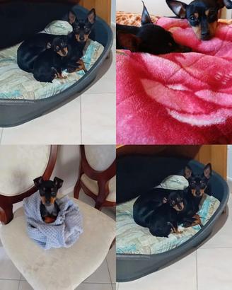 Pinscher toy