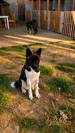 Akita American