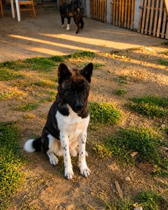 Akita American
