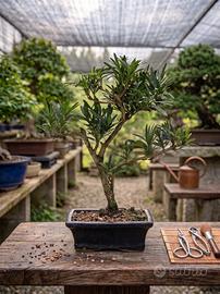 Bonsai di Pino dei Buddisti Esemplar Unico 22 Anni