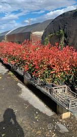 piante da siepe fhotinie 