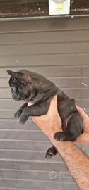 Bulldog francese nero