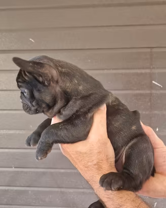 Bulldog francese