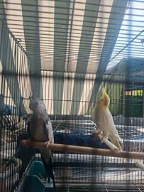 2 coppie di calopsitte