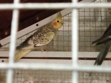 Calopsiti perlate e faccia pastello