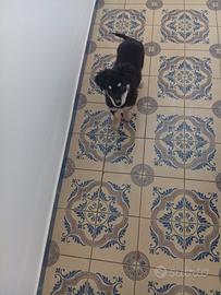 cucciolo 