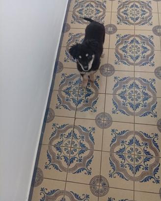 cucciolo 