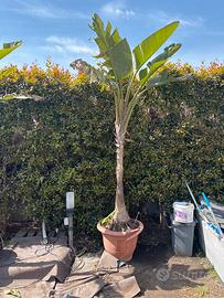 2 Sterlizia Gigante oltre 15 anni