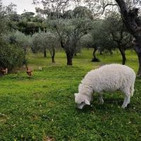 Agnello montone di 4 mesi