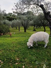 Agnello montone di 4 mesi