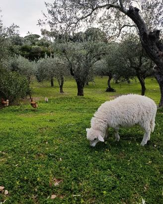 Agnello montone di 4 mesi
