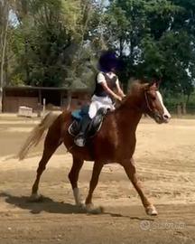 Castrone arabo