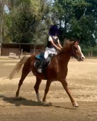 Castrone arabo