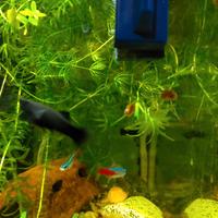 Pesci ? neon qualche Cardinale