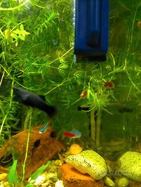 Pesci ? neon qualche Cardinale