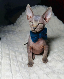 Sphynx
