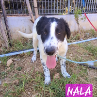 Cucciola simil-maremmana