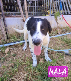 Cucciola simil-maremmana