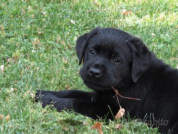 Cuccioli di labrador retriever