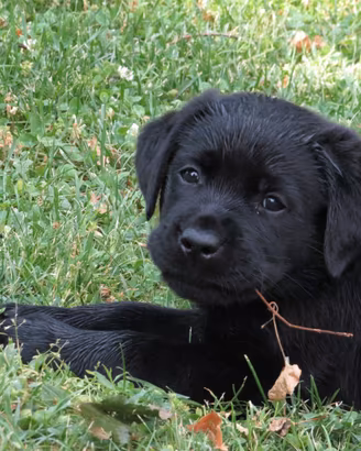 Cuccioli di labrador retriever