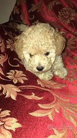 Cuccioli di barboncino Toy da borsetta