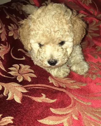 Cuccioli di barboncino Toy da borsetta