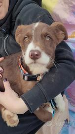 Cuccioli in adozione maschi e femmine