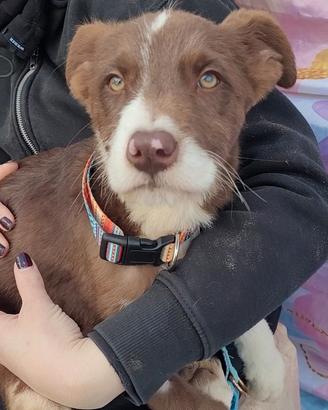 Cuccioli in adozione maschi e femmine