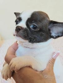 Chihuahua maschietto pelo corto Pedigree Enci