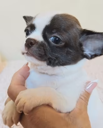 Chihuahua maschietto pelo corto Pedigree Enci
