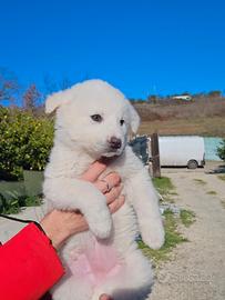 cuccioli pastore maremmano abruzzese  